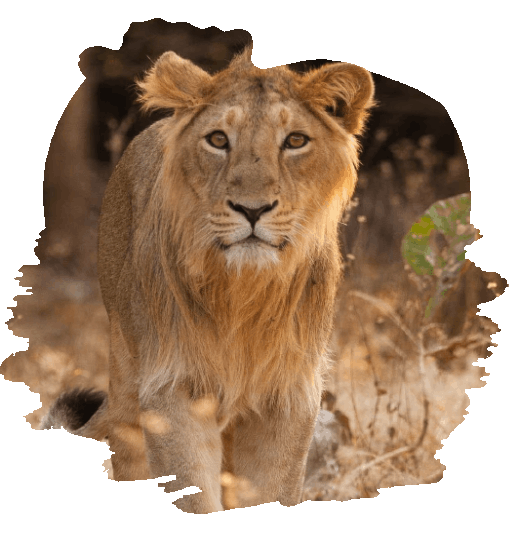gir asiatic lion