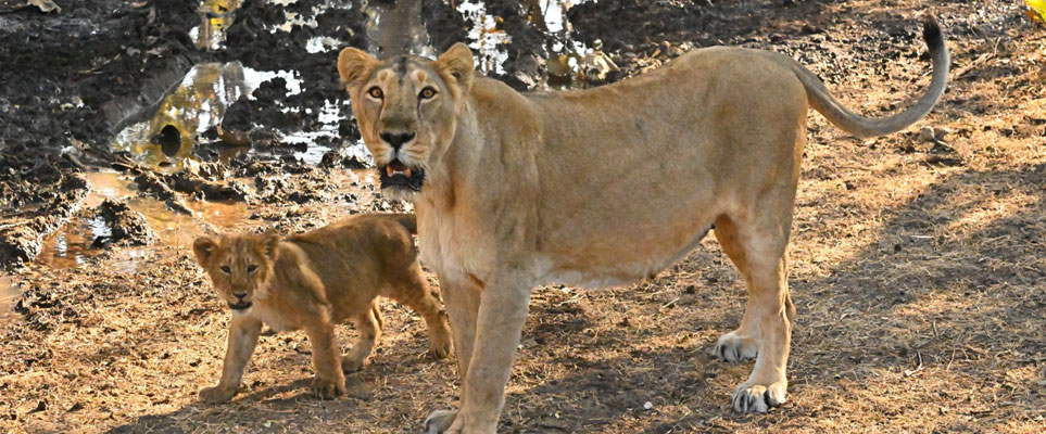 gir asiatic lion