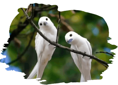 gir birds
