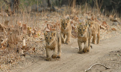 gir lions