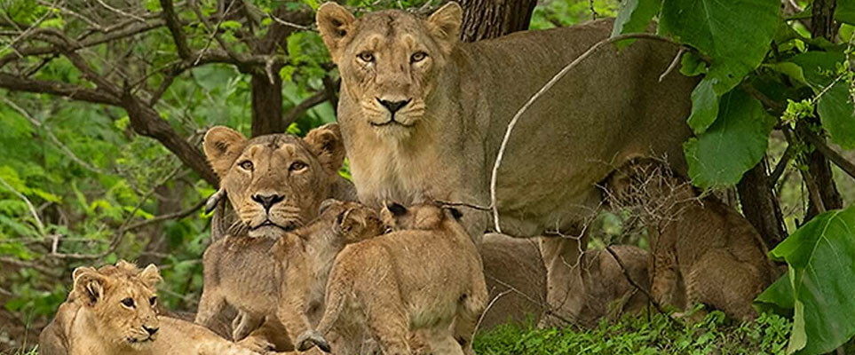 budget tour in gir