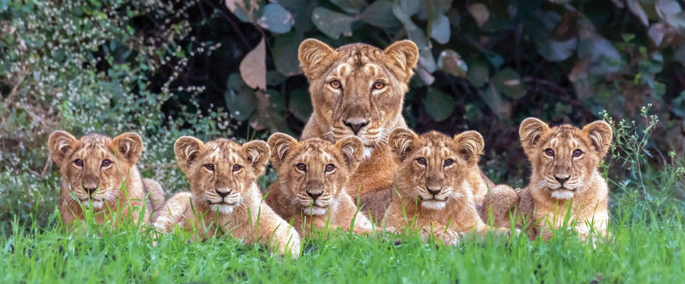 gir cubs dead