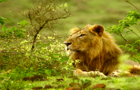  gir tour