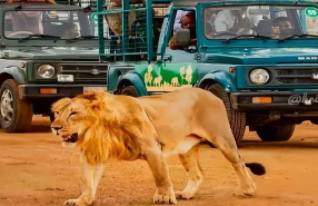 gir tour 