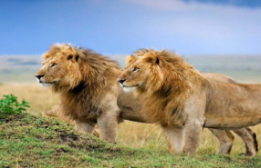 gir tour