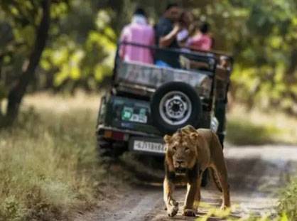gir jeep safari