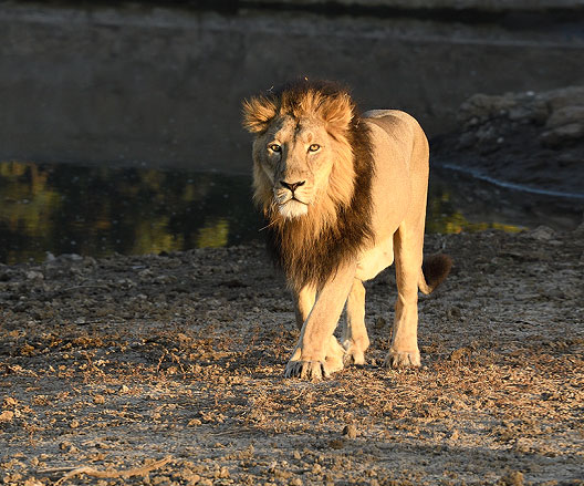 gir safari booking