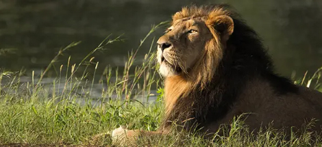 gir lion tour