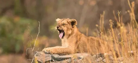 gir lion tour