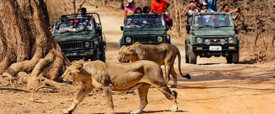 gir safari mistakes