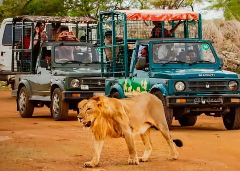 lion in gir park