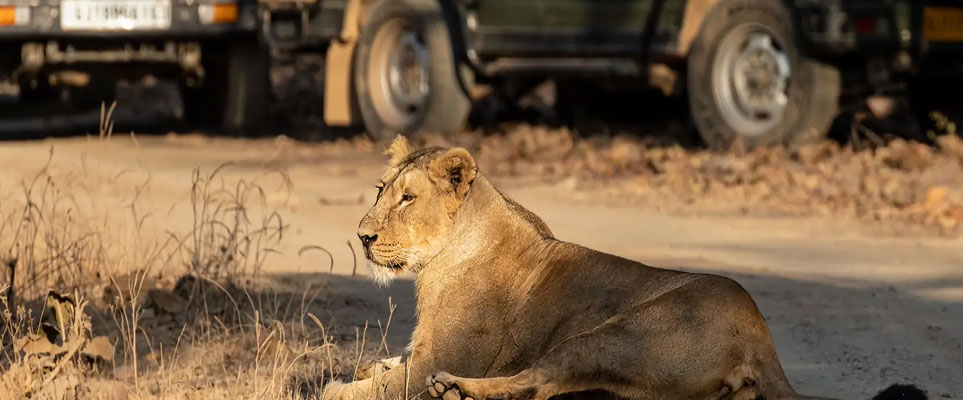 lion sighting in gir