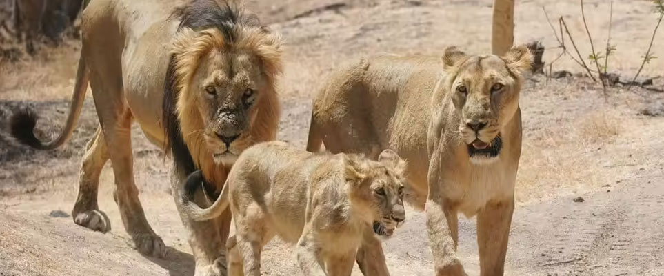 lion sighting in gir