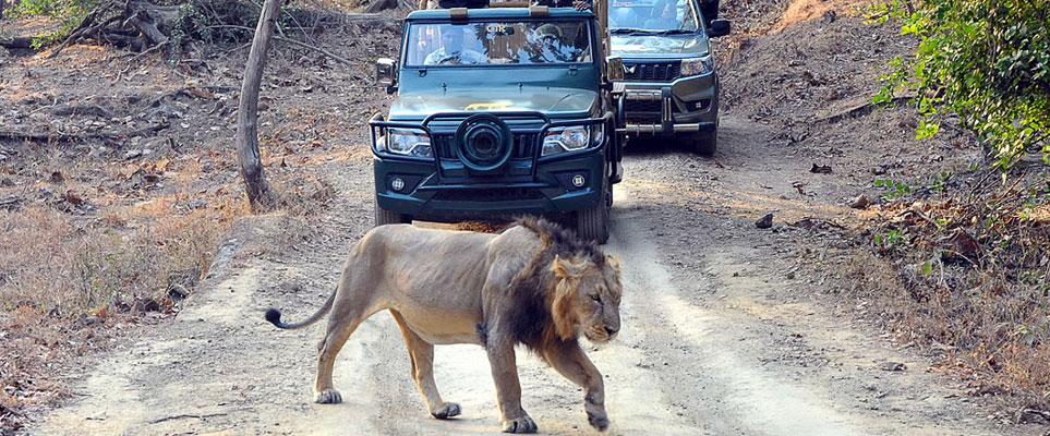 gir lion