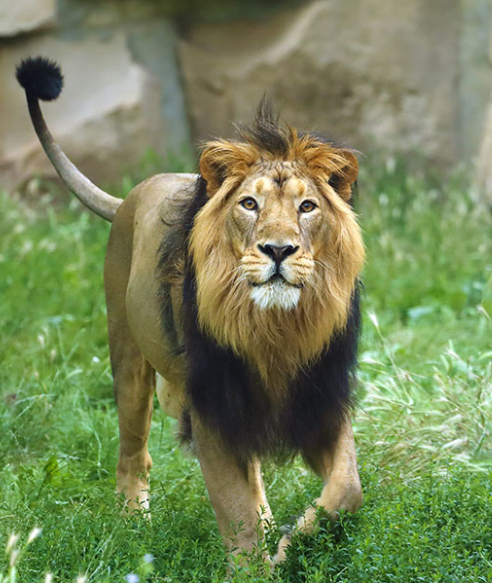 gir lion