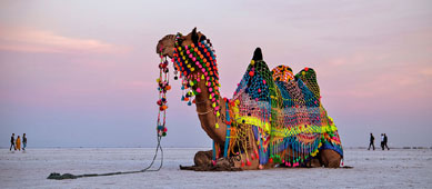 desert camel