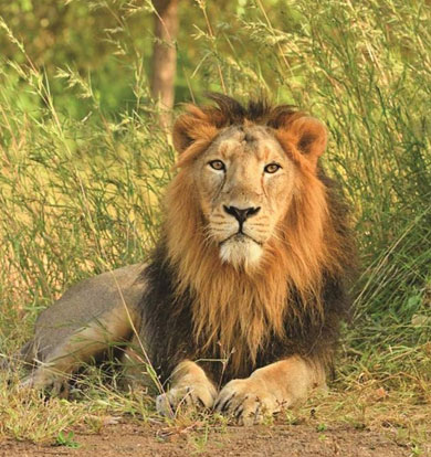 history of gir