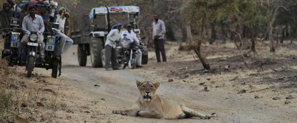 lion attack in gir