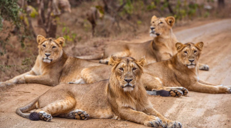 gir park tips