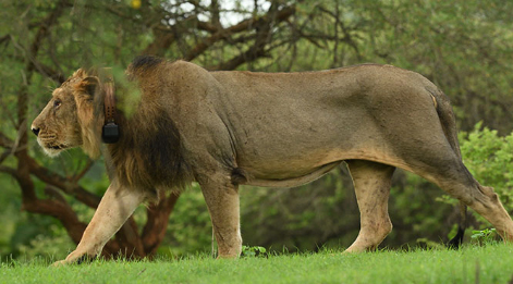 lion in gir