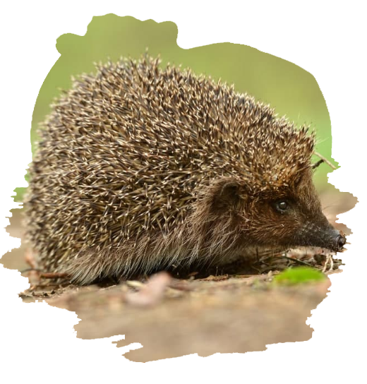 gir hedgehog