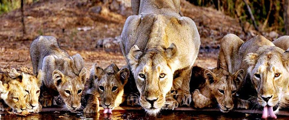 gir park news