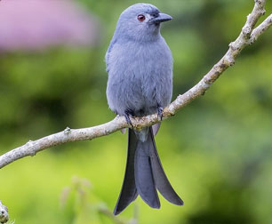 gir news