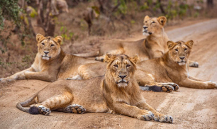 gir lions
