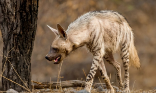 gir fox