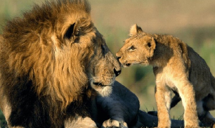 lion with cub