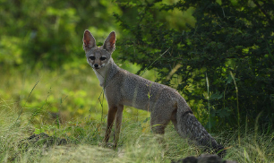 animal in gir